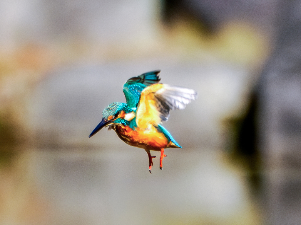 20251202-カワセミ