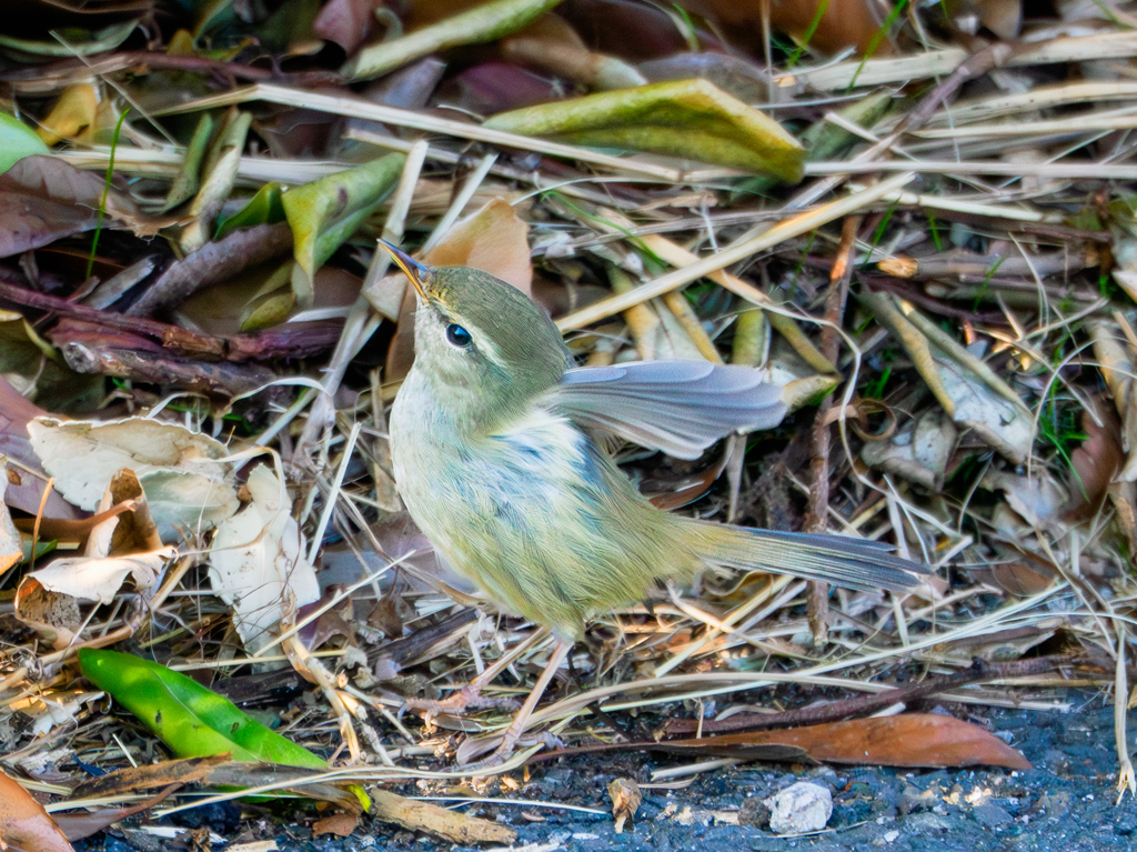 20260113-ウグイス