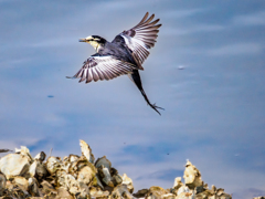 20251104-ハクセキレイ