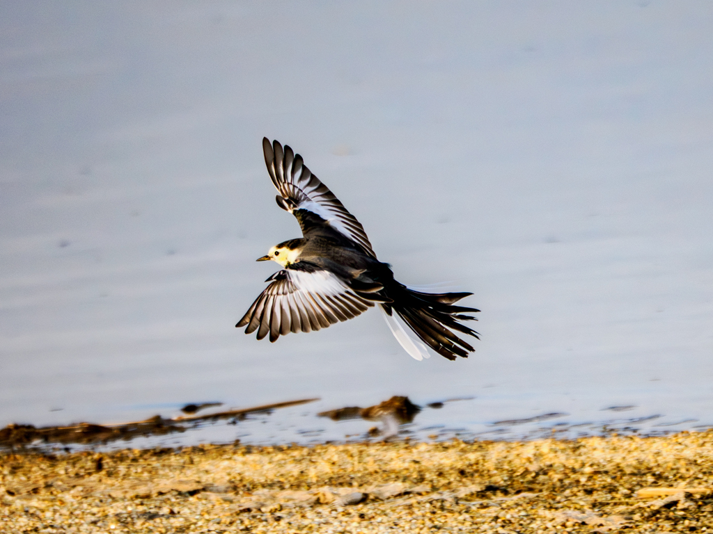 20251202-ハクセキレイ