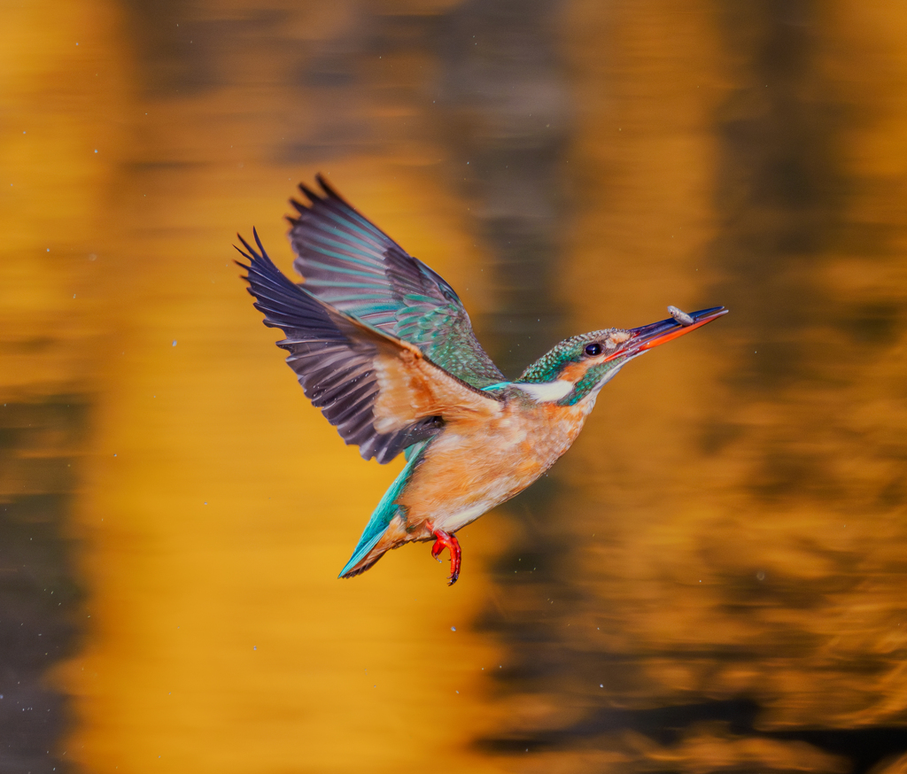 20260127-カワセミ