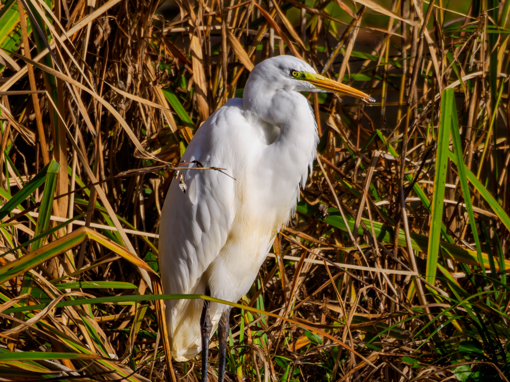 20251209-ダイサギ