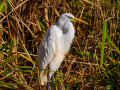 20251209-ダイサギ