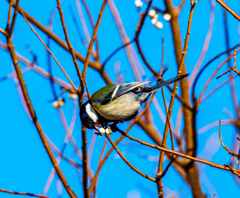 20260210-シジュウカラ