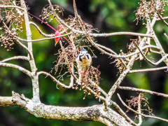 20251111-アカゲラ