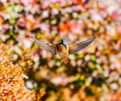 20260121-カワセミ