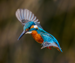 20260210-カワセミ