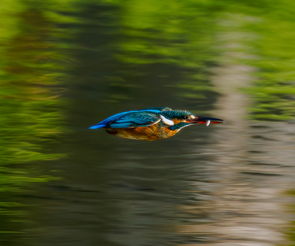 20260127-カワセミ