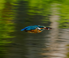 20260127-カワセミ