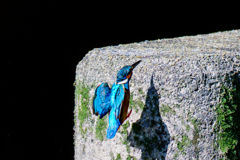 20250618-カワセミ