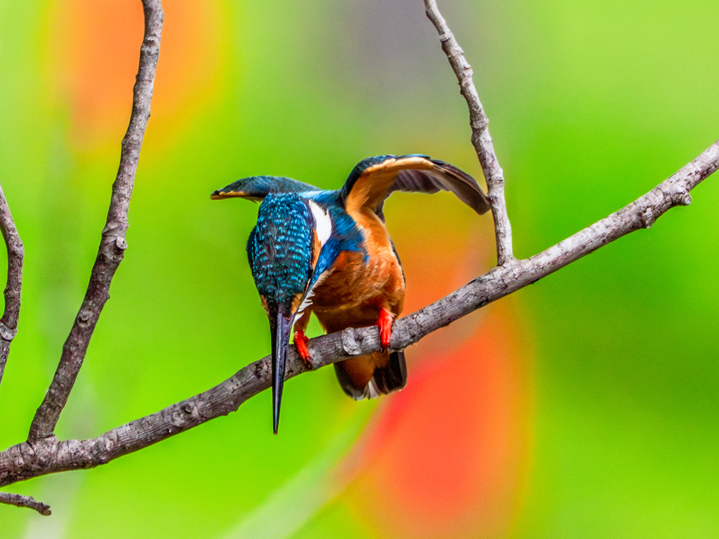 20250521-カワセミ