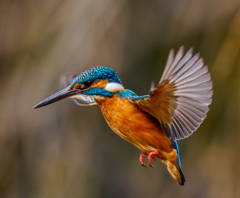 20260210-カワセミ