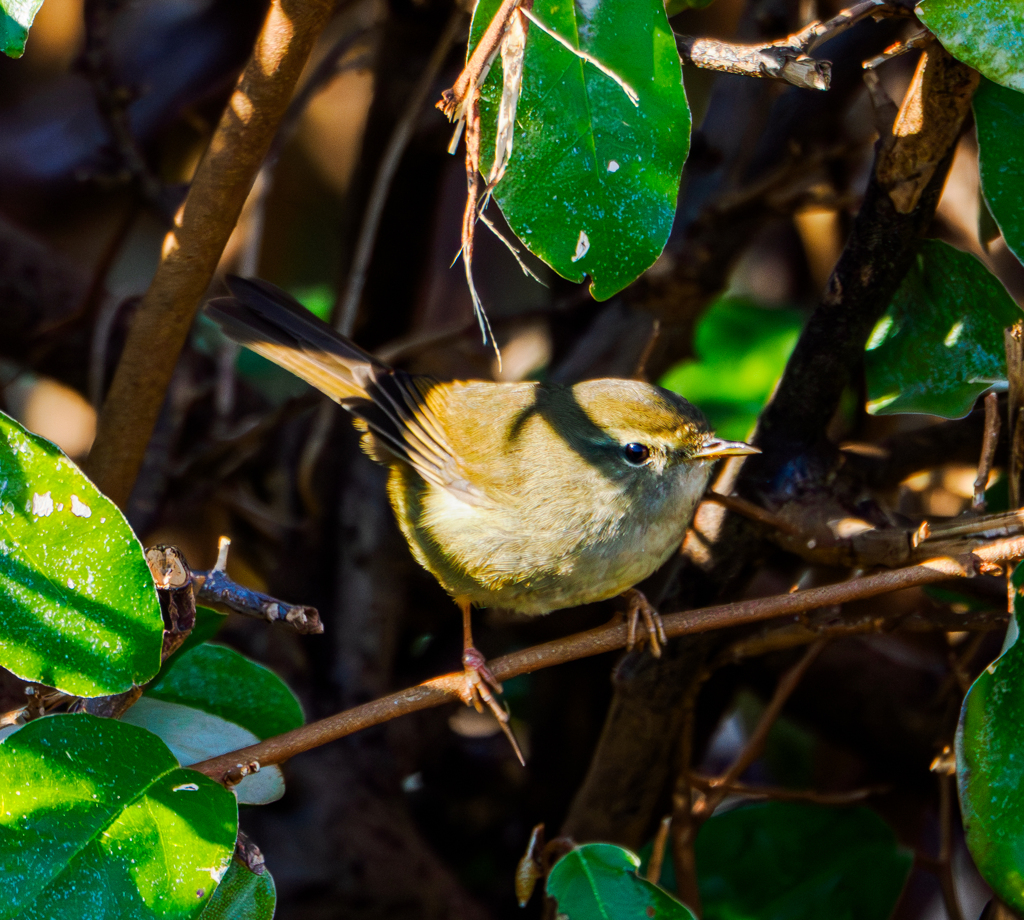 20260113-ウグイス