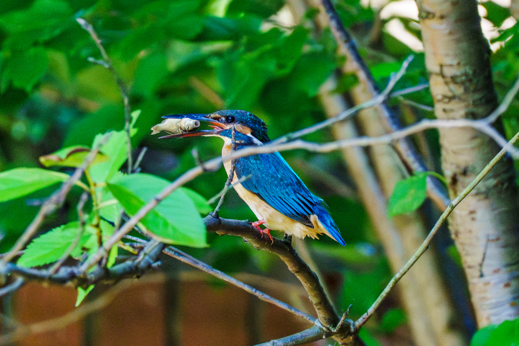 20250618-カワセミ