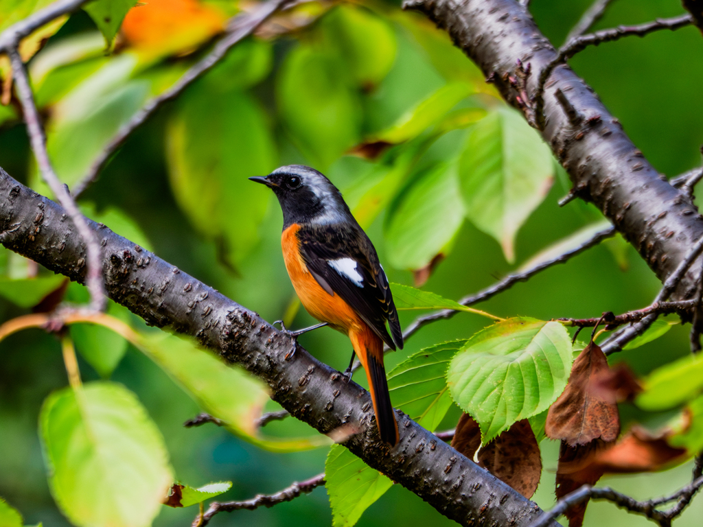 20251028-ジョウビタキ