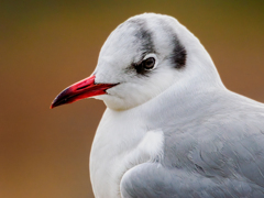 20251223-ユリカモメ