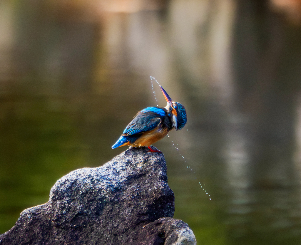 20251231-カワセミ