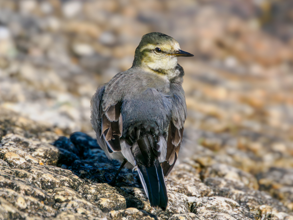 20251119-ハクセキレイ