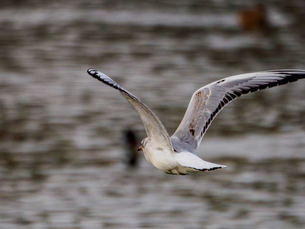 20251223-ユリカモメ