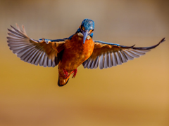 20260218-カワセミ