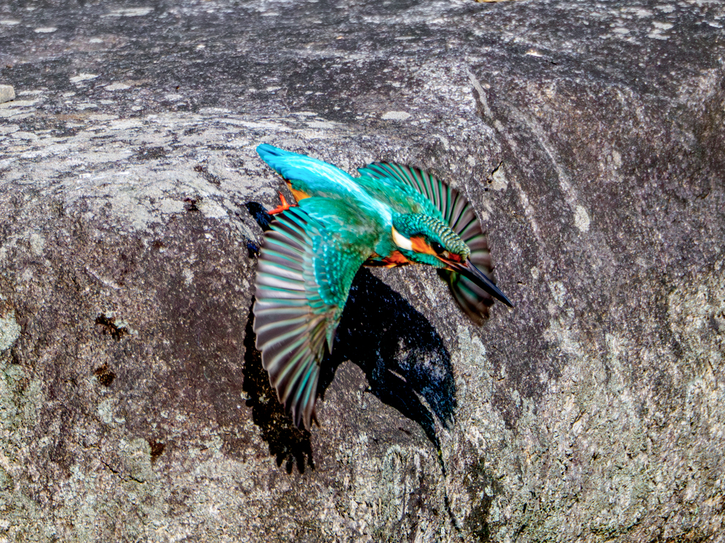 20251202-カワセミ