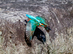 20251202-カワセミ