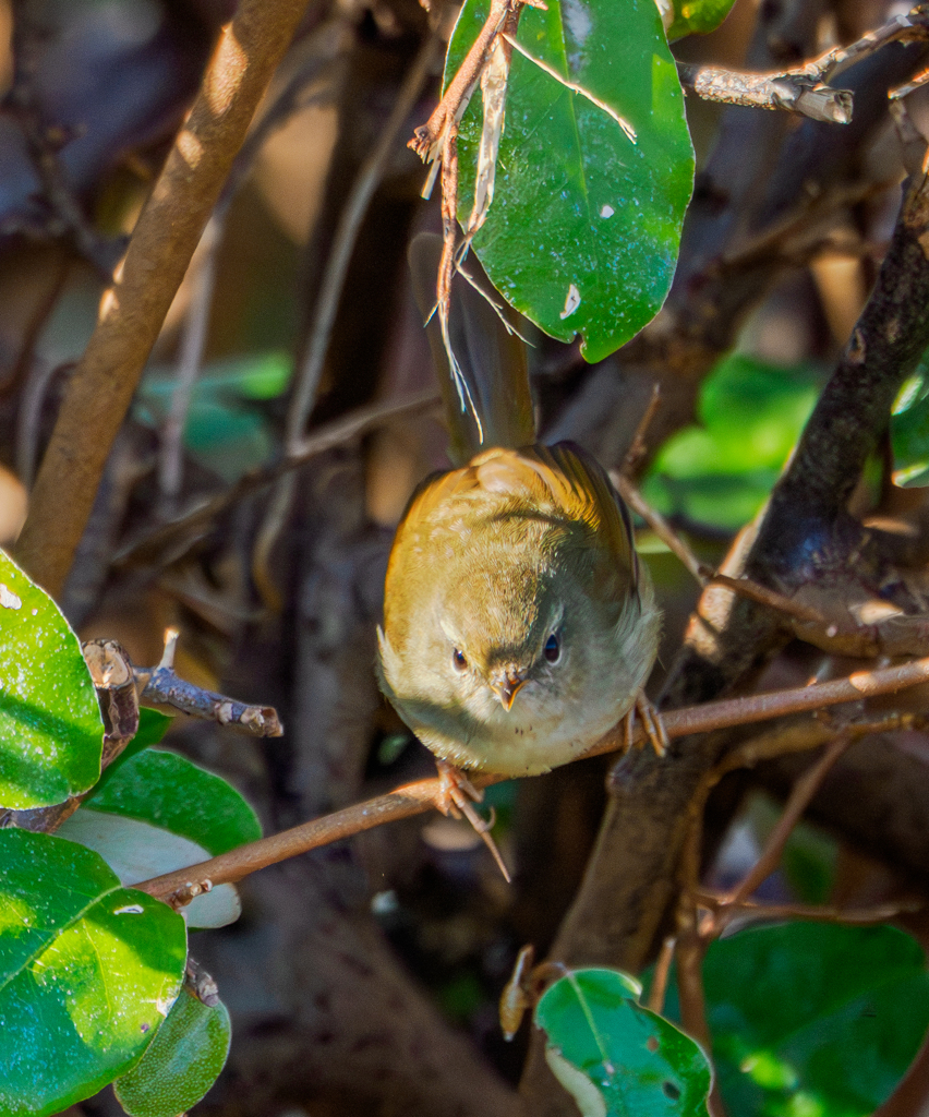 20260113-ウグイス