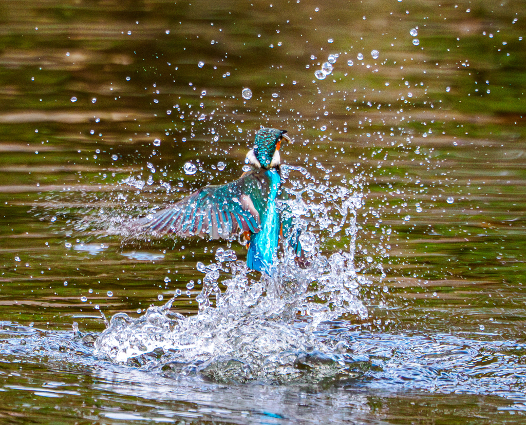 20251231-カワセミ