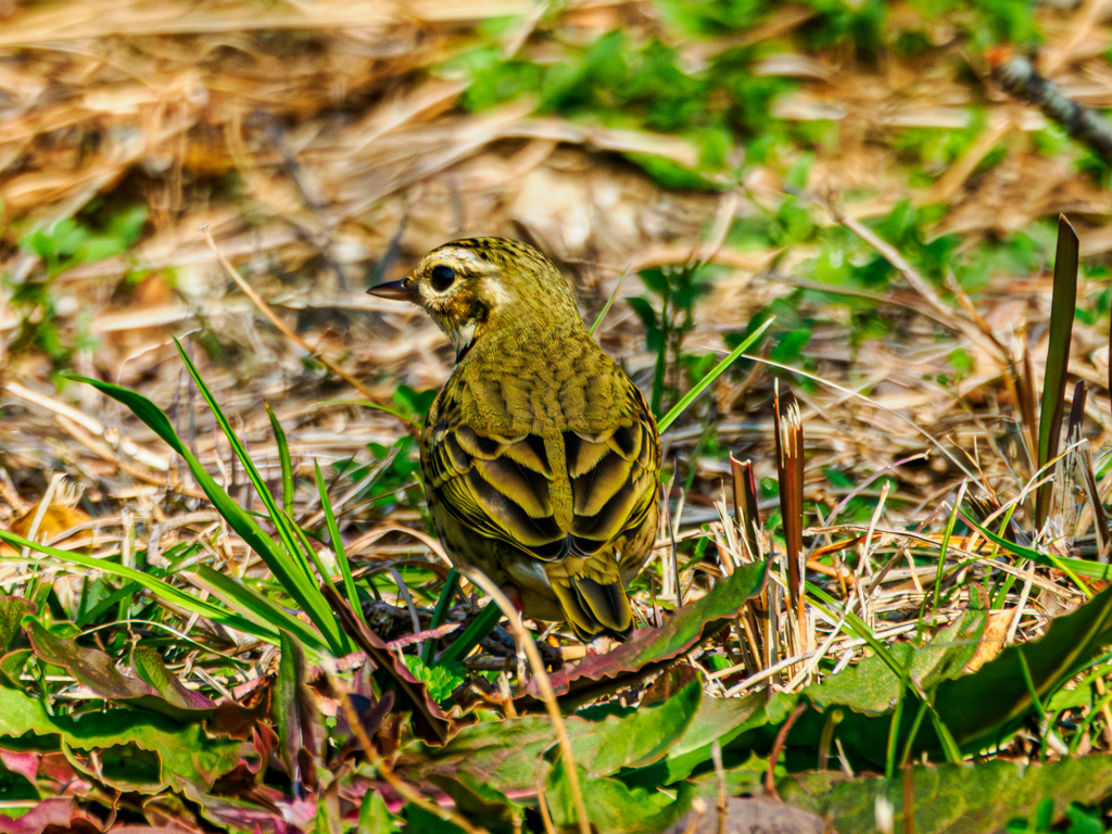 20251217-ビンズイ