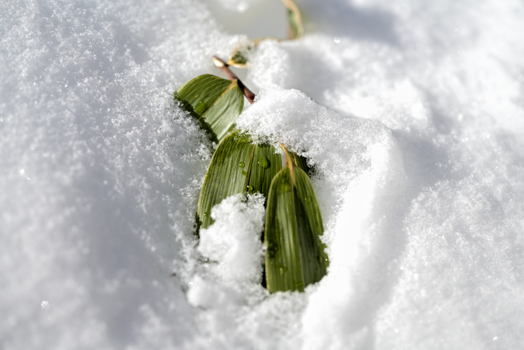 善五郎の滝 周辺