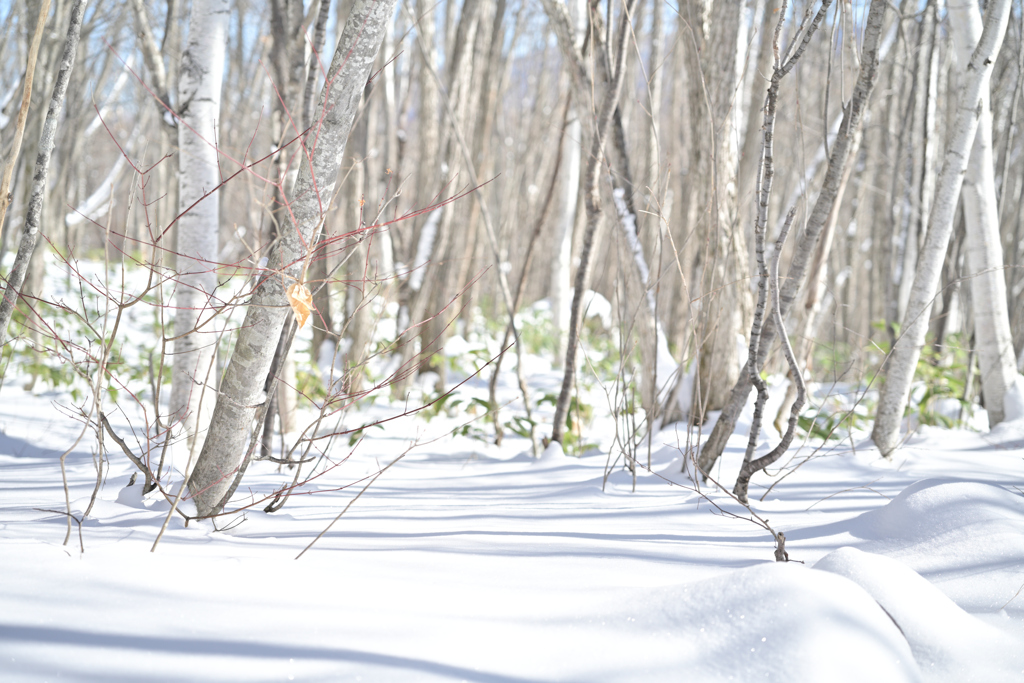 善五郎の滝 周辺