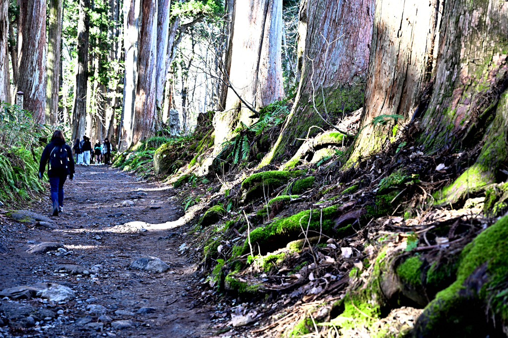 戸隠神社 表参道