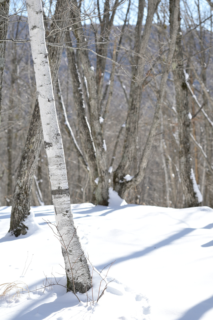 善五郎の滝_周辺
