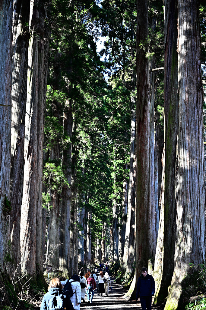 戸隠神社 表参道