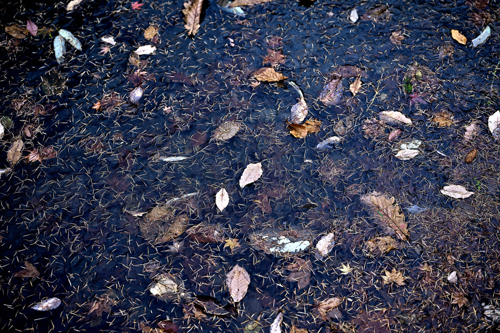 軽井沢 野鳥の森