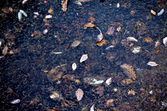 軽井沢 野鳥の森