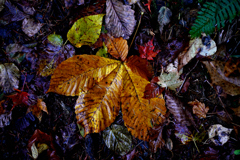 平湯大ネズコ 付近