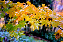 平湯大ネズコ 付近