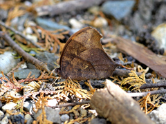 〜クロコノマチョウ〜トリミングしてみた。