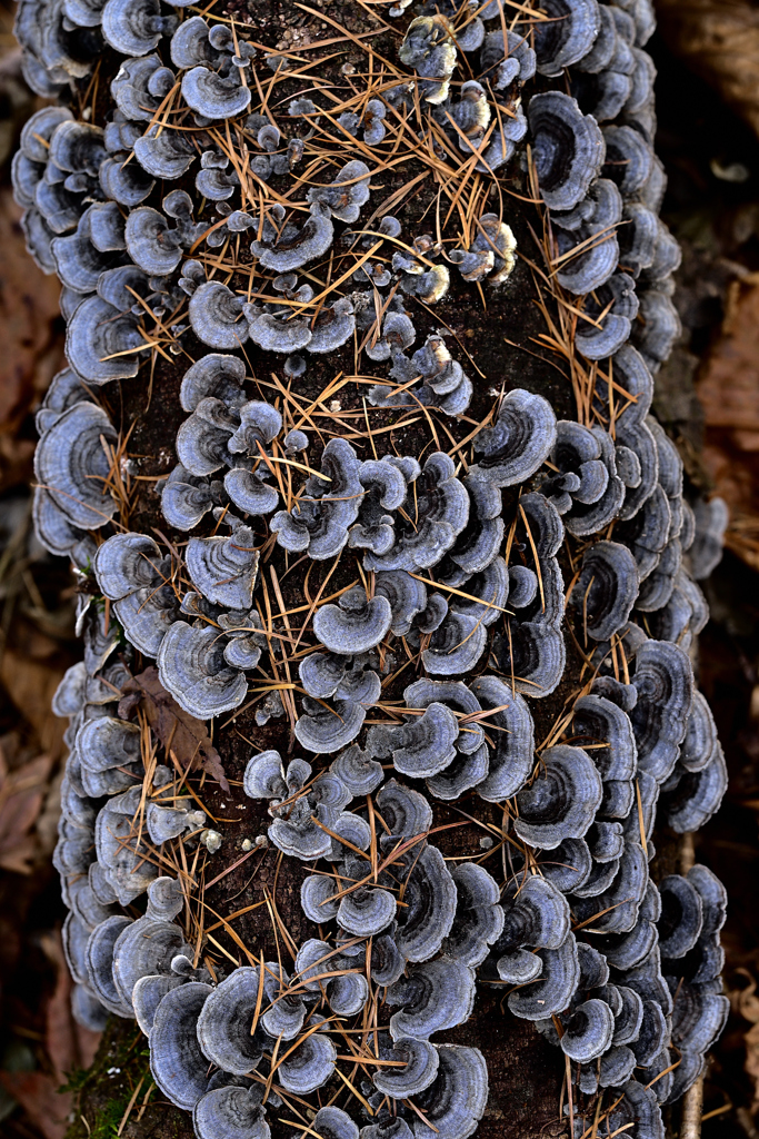 軽井沢 野鳥の森