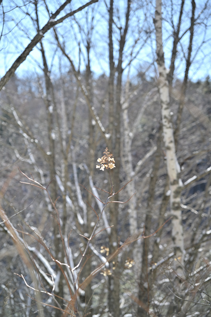 善五郎の滝 周辺