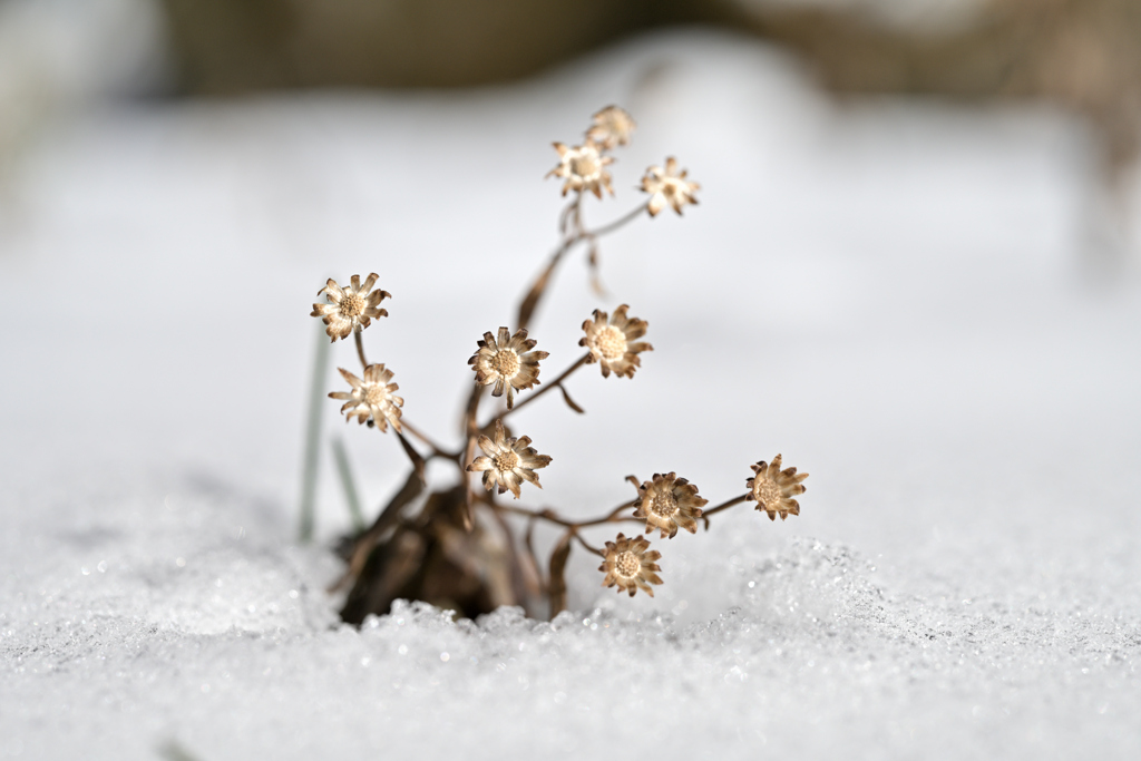 善五郎の滝 周辺