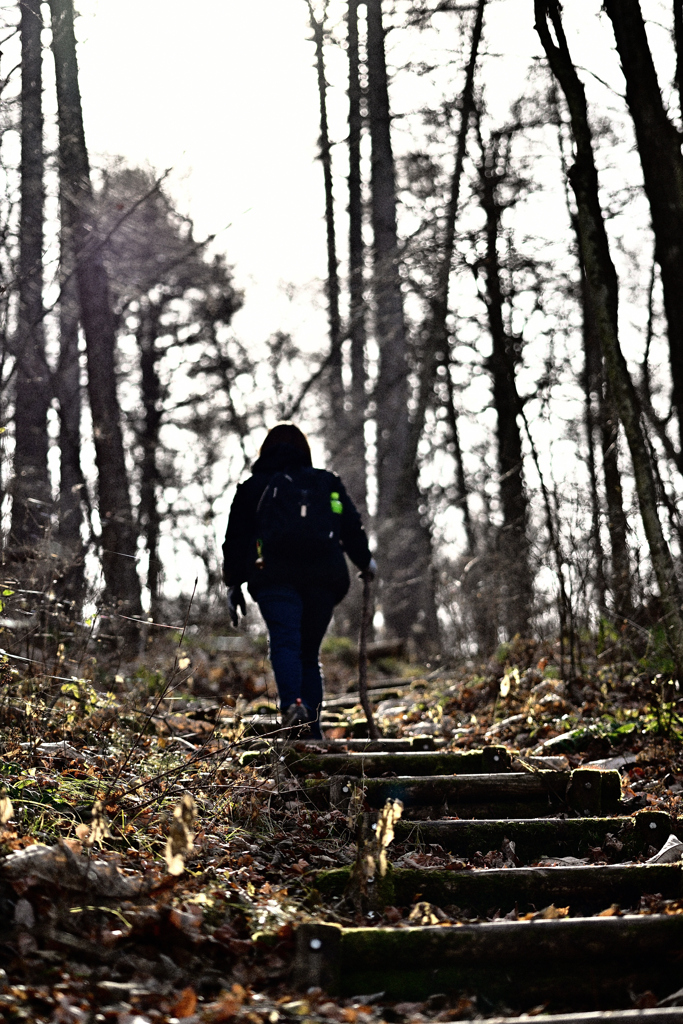 軽井沢 野鳥の森