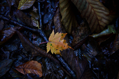 平湯大ネズコ 付近