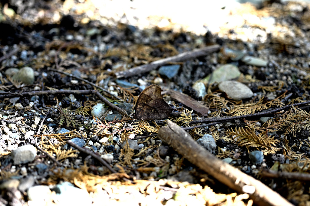 台城公園 〜クロコノマチョウ〜
