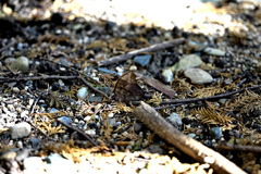 台城公園 〜クロコノマチョウ〜
