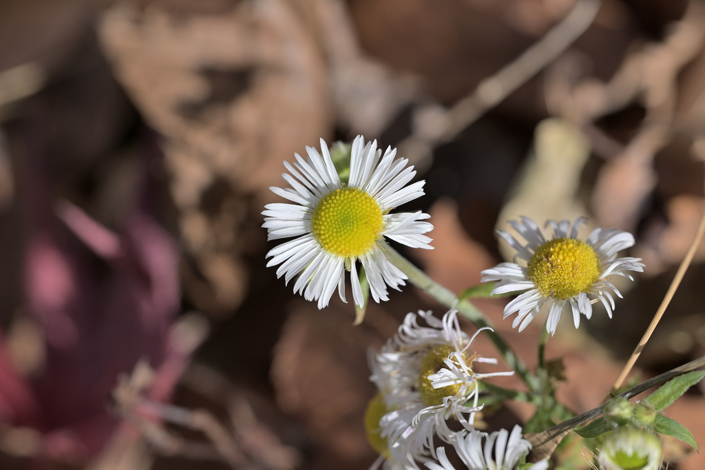 奈良井宿（鳥居峠）