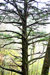 平湯大ネズコ 付近