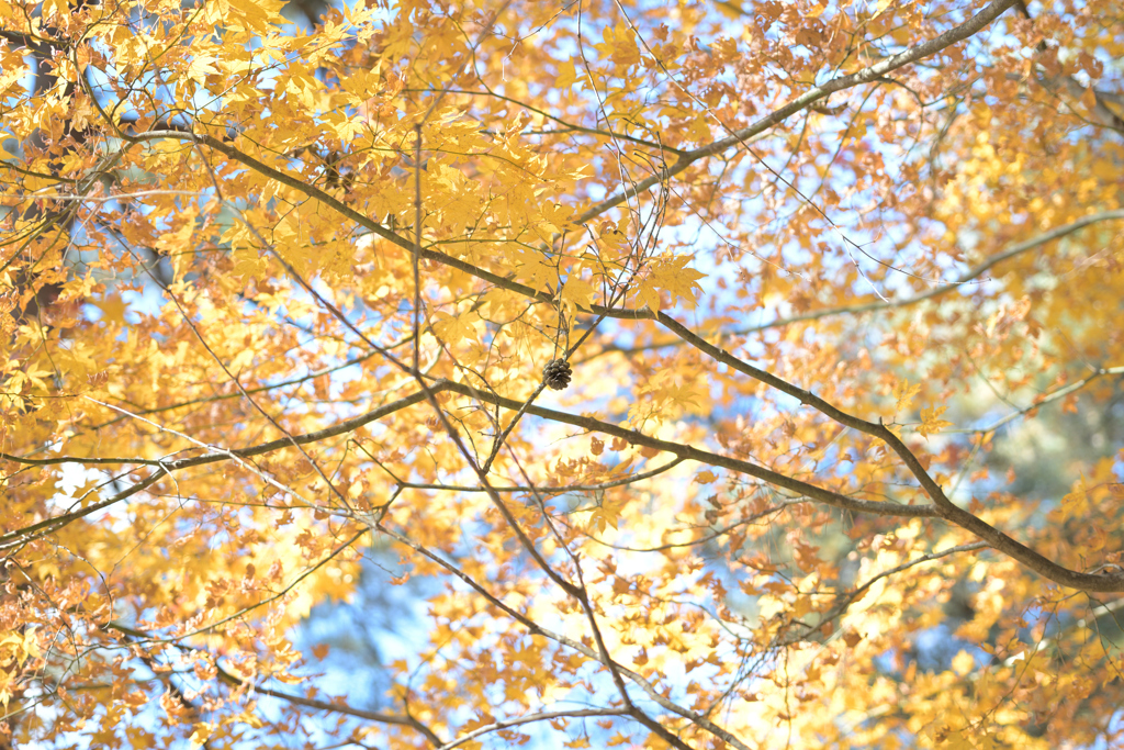 奈良井宿（鳥居峠）