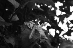 IMG_9362